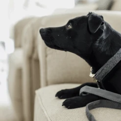 Kentucky Dogwear Hondenhalsband Wool 36 Kentucky Dogwear Hondenhalsband Wool -Hondenbenodigdheden Winkel AajpOmKS3gu5UO1Vb74wjZdvxkyh11 metaS2VudHVja3ktRG9nd2Vhci1Ib25kZW5oYWxzYmFuZC1Xb29sLWdyaWpzLWRldGFpbC5wbmc