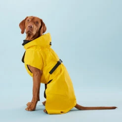 PAIKKA Visibility Raincoat Lite Yellow 9 PAIKKA Visibility Raincoat Lite Yellow -Hondenbenodigdheden Winkel PClMHEr7OU9sOGs5uS5yRaglBqAzmp metaUGFpa2thLVZpc2liaWxpdHktUmFpbmNvYXQtTGl0ZS1ZZWxsb3czLmpwZw