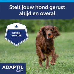 Adaptil Halsband 19 Adaptil Halsband -Hondenbenodigdheden Winkel ZlmrunwOO24idNwMXR53mReHPodTCe metaQWRhcHRpbC1jYWxtLWNvbGxhci1DYXJvdXNzZWwtNy5qcGc