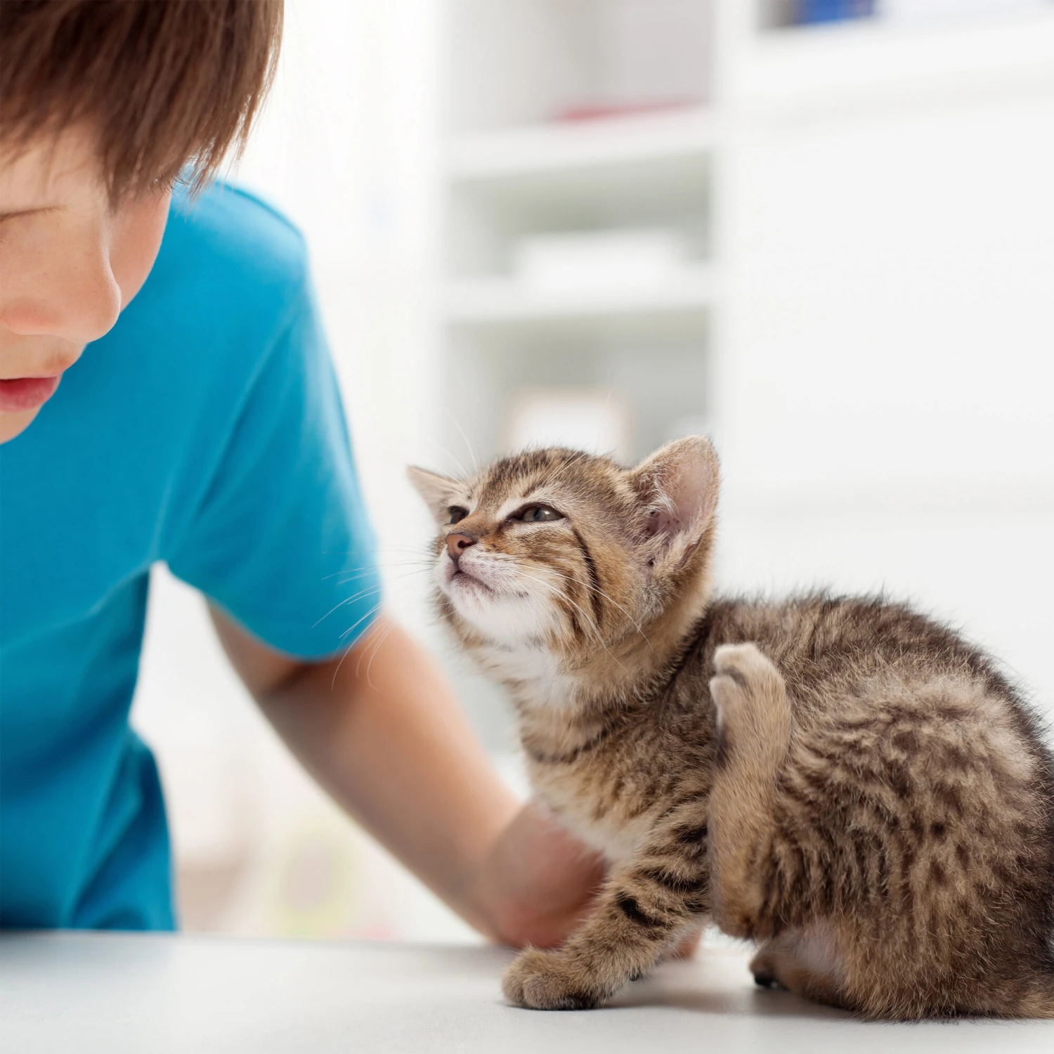 Beaphar Fiprotec Spray 5 Beaphar Fiprotec Spray - Afbeelding 5