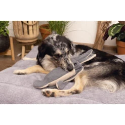 Beeztees Minus One Inktvis -Hondenbenodigdheden Winkel beeztees minus one inktvis 188091 2000 none