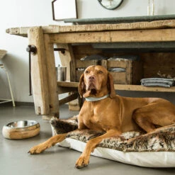 Designed By Lotte Houten Eet- En Drinkbak Mandira -Hondenbenodigdheden Winkel designed by lotte houten eet en drinkbak mandira 170026 2000 none