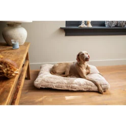 Designed By Lotte Xanti Hondenkussen -Hondenbenodigdheden Winkel designed by lotte xanti hondenkussen 188127 2000 none