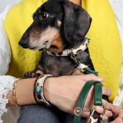 DWAM Halsband Ivy 25 DWAM Halsband Ivy -Hondenbenodigdheden Winkel dwam halsband ivy 180688 1000 none