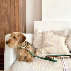 DWAM Hondenriem Ivy -Hondenbenodigdheden Winkel dwam hondenriem ivy 180700 1000 none