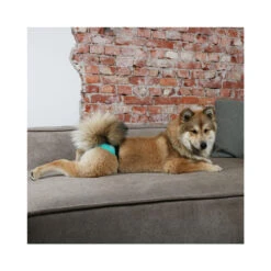 Ebi Loopsheidbroekje -Hondenbenodigdheden Winkel ebi loopsheidbroekje 150485 1000 none