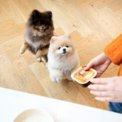 Edgard & Cooper Adult - Kip & Kalkoen - Kuipje -Hondenbenodigdheden Winkel edgard cooper adult kip kalkoen kuipje 168597 2000 none