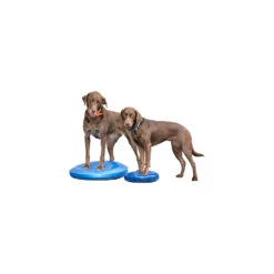 FitPAWS Balance Disc -Hondenbenodigdheden Winkel fitpaws balance disc 151561 1500 none