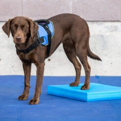 FitPAWS Balance Pad -Hondenbenodigdheden Winkel fitpaws balance pad 176128 0500 none