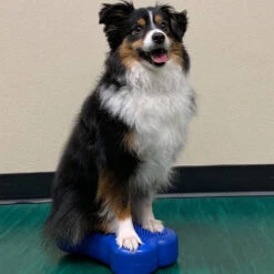 FitPAWS Bone Mini's -Hondenbenodigdheden Winkel fitpaws bone minis 177121 1000 none