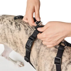 Hunter Vario Rapid Veiligheidsharnas -Hondenbenodigdheden Winkel hunter vario rapid veiligheidsharnas zwart 169504 0500 none