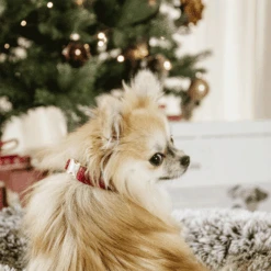 Kentucky Dogwear Corduroy Hondenhalsband 34 Kentucky Dogwear Corduroy Hondenhalsband -Hondenbenodigdheden Winkel kentucky dogwear corduroy hondenhalsband 219200 0500 none