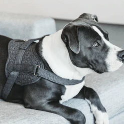 Kentucky Dogwear Hondenharnas Body Safe Wool -Hondenbenodigdheden Winkel kentucky dogwear hondenharnas body safe wool 219215 0500 none