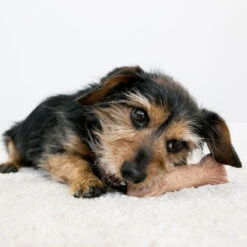 KONG ChewStix Ultra Stick -Hondenbenodigdheden Winkel kong chewstix ultra stick 180856 1000 none