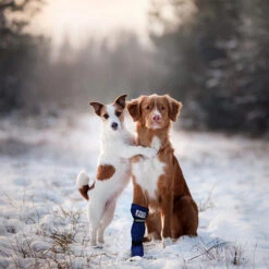 Medical Pet Shirt Boot 31 Medical Pet Shirt Boot -Hondenbenodigdheden Winkel medical pets boot 167509 0500 none