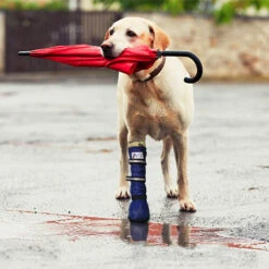 Medical Pet Shirt Boot 32 Medical Pet Shirt Boot -Hondenbenodigdheden Winkel medical pets boot 167512 0500 none