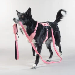 PAIKKA Visibility Leash -Hondenbenodigdheden Winkel paikka visibility leash 217818 2000 none