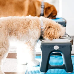 Popware Adjustable Height Pet Feeder 21 Popware Adjustable Height Pet Feeder -Hondenbenodigdheden Winkel popware adjustable height pet feeder 164587 2000 none