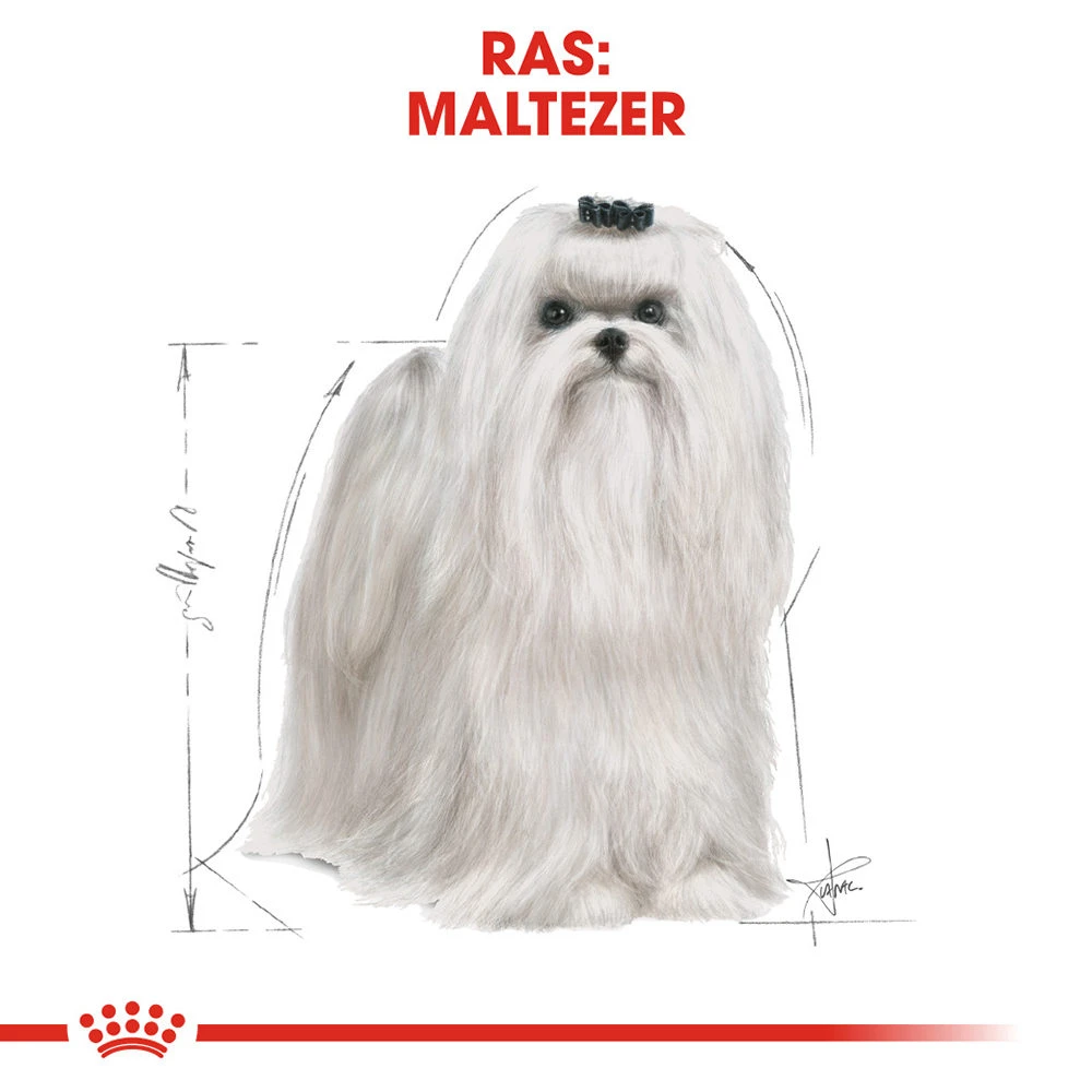 Royal Canin Maltese Adult - Hondenvoer 5 Royal Canin Maltese Adult - Hondenvoer - Afbeelding 5