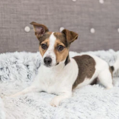 Trixie Bekleding-Beschermdeken Harvey -Hondenbenodigdheden Winkel trixie bekleding beschermdeken harvey 206315 2000 none