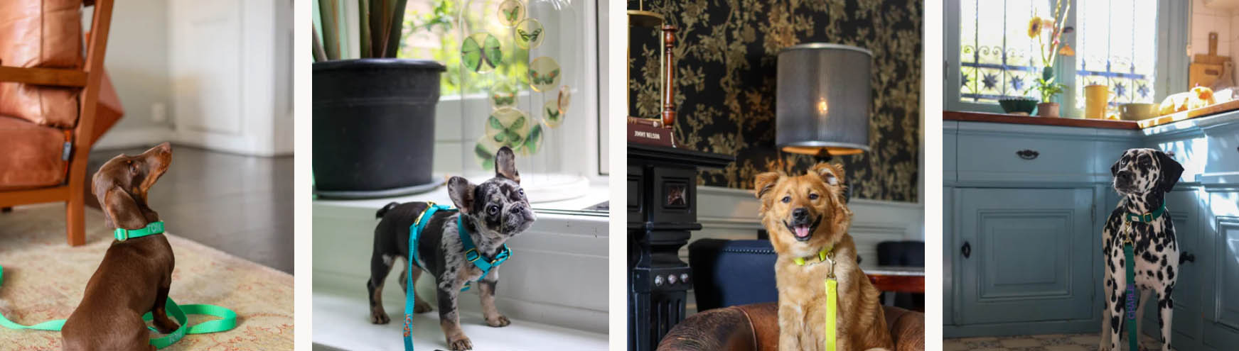 Hondenbenodigdheden Winkel -Hondenbenodigdheden Winkel qwee